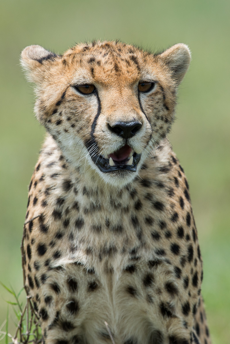 cheeteh