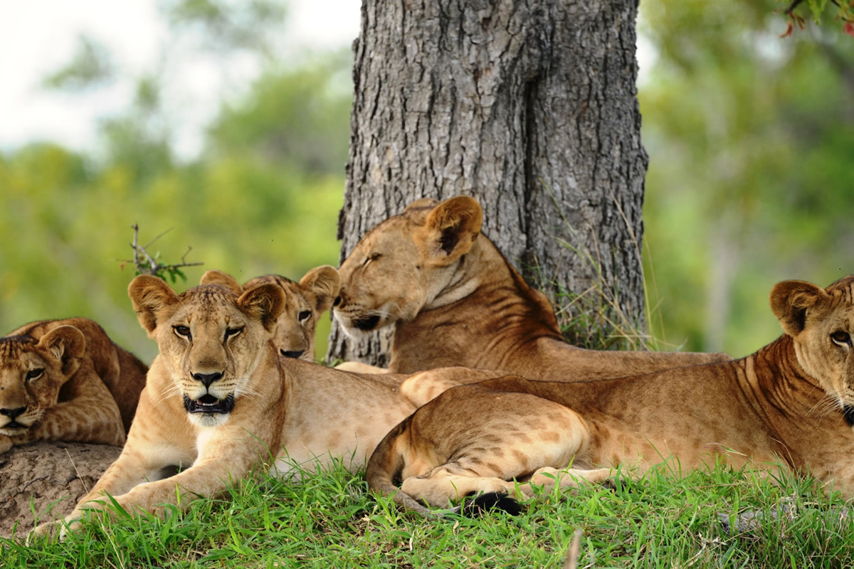 Nyerere National Park (4)
